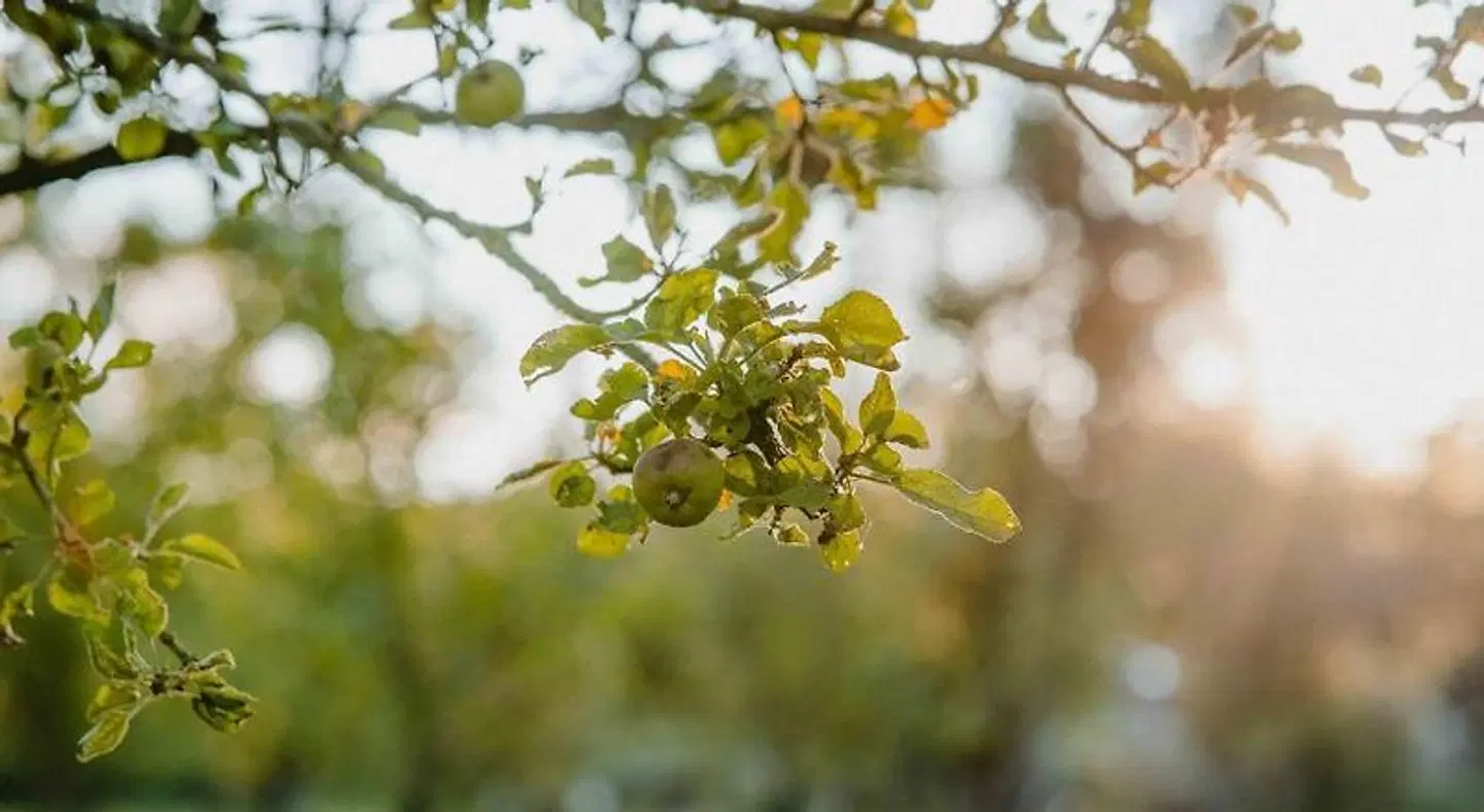Ochensberger LANDSCAPE