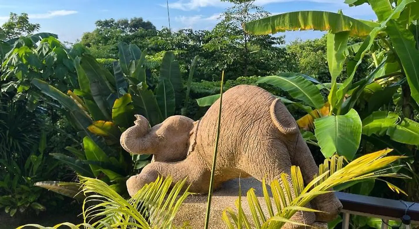Samui Pink House Tiere