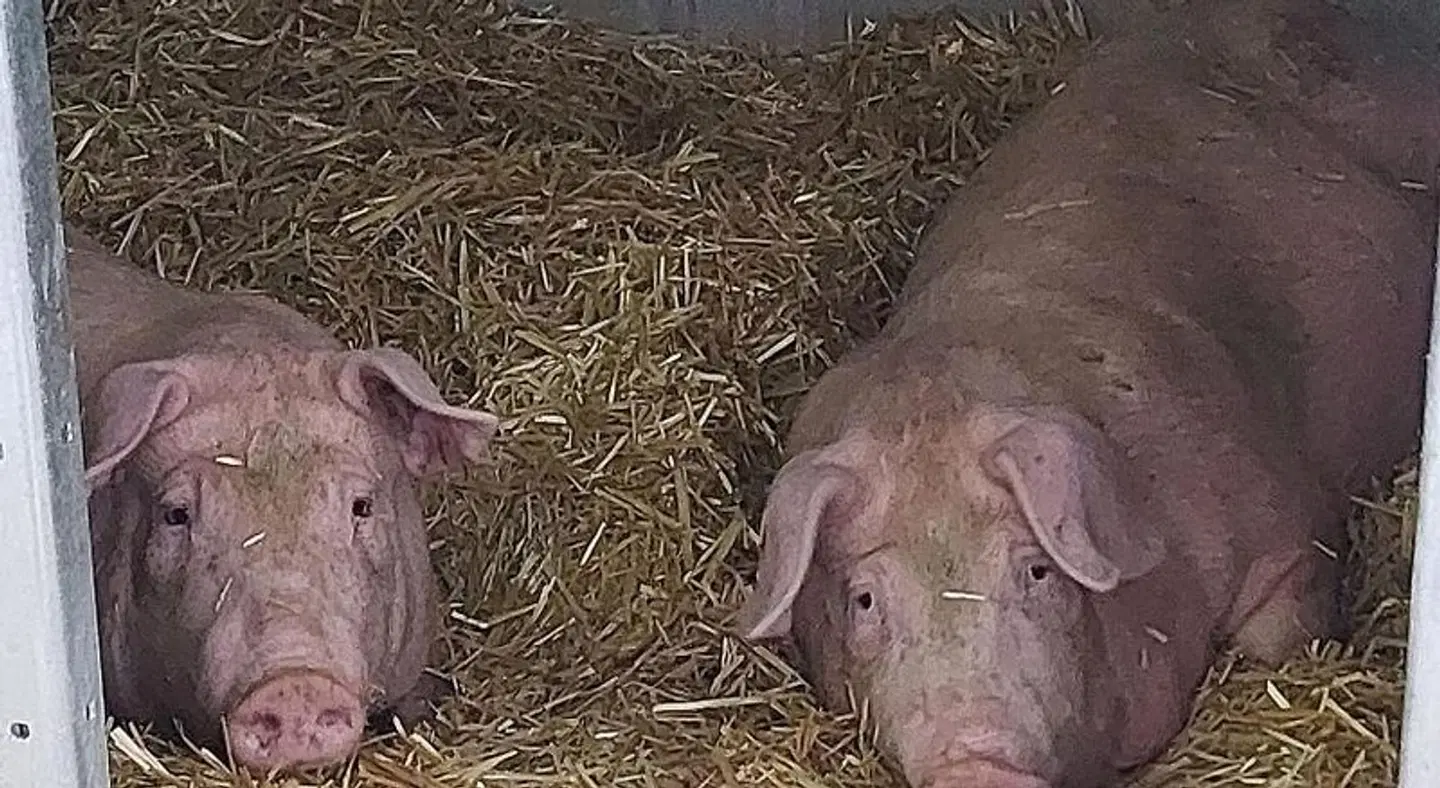 Planitzhof Tiere
