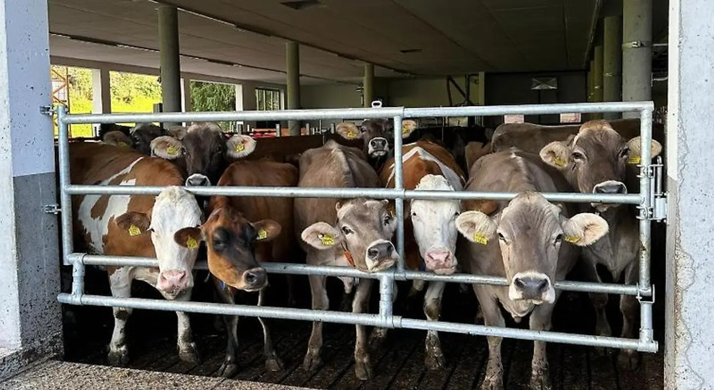 Planitzhof Tiere