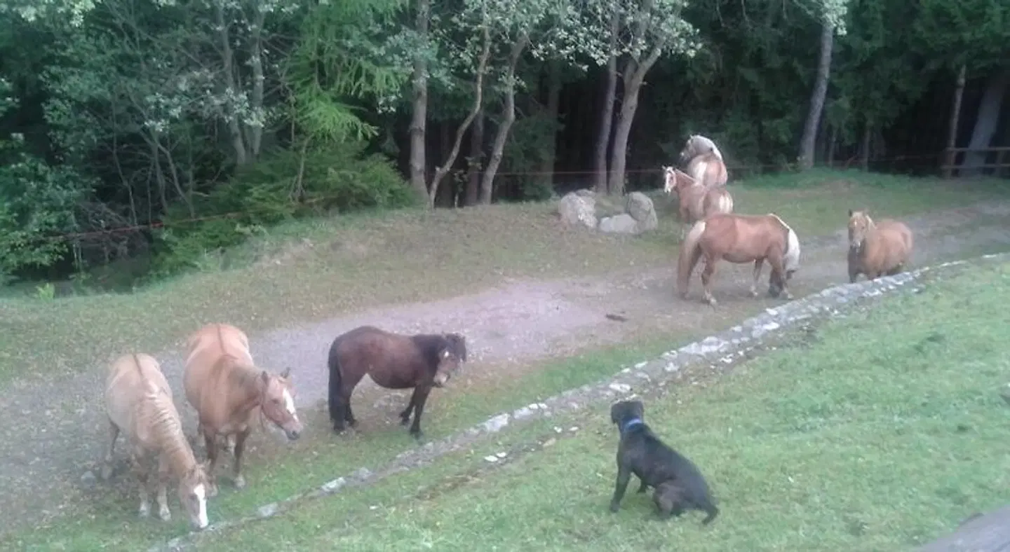 Albergo Sargas Tiere