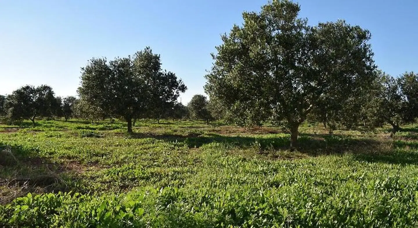 Cortijo la Molina de Cabo de Gata LANDSCAPE