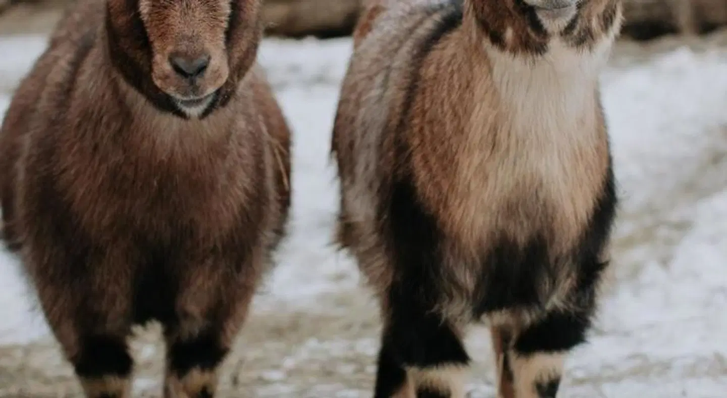 Hotel Tauernhof Tiere