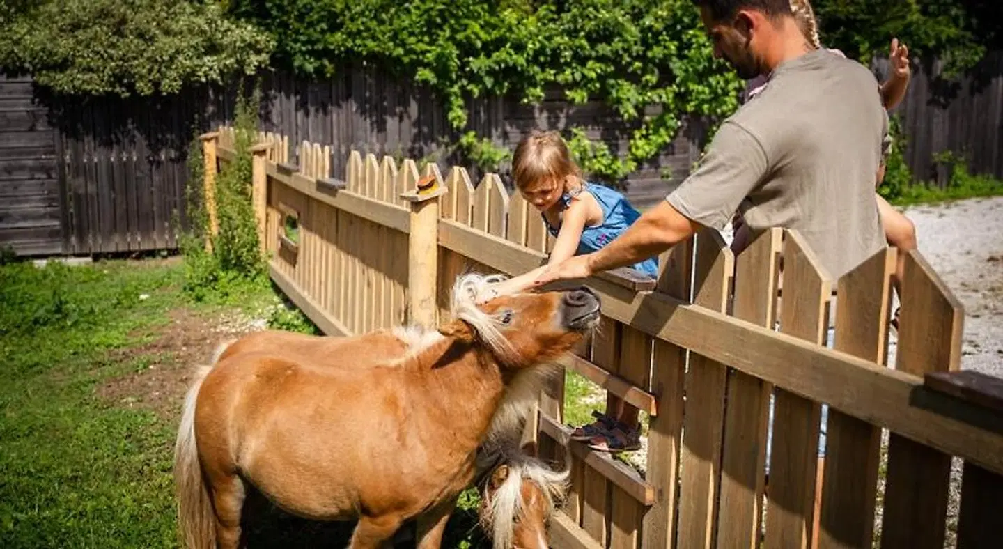 Dilly's Tiere