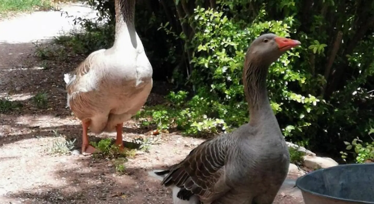 Les Anes de Petit Jean Tiere