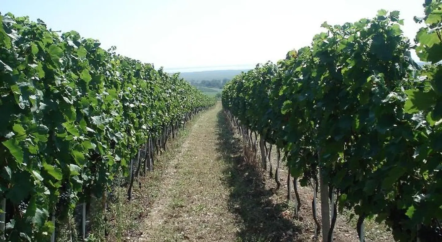 Scheiber Wein & Gästehaus LANDSCAPE