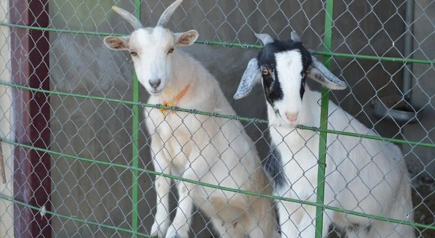 Rural Reillo Tiere