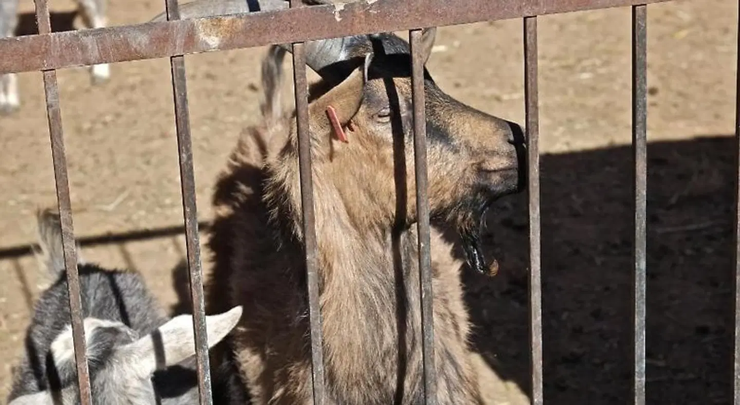 Sawadi Tiere