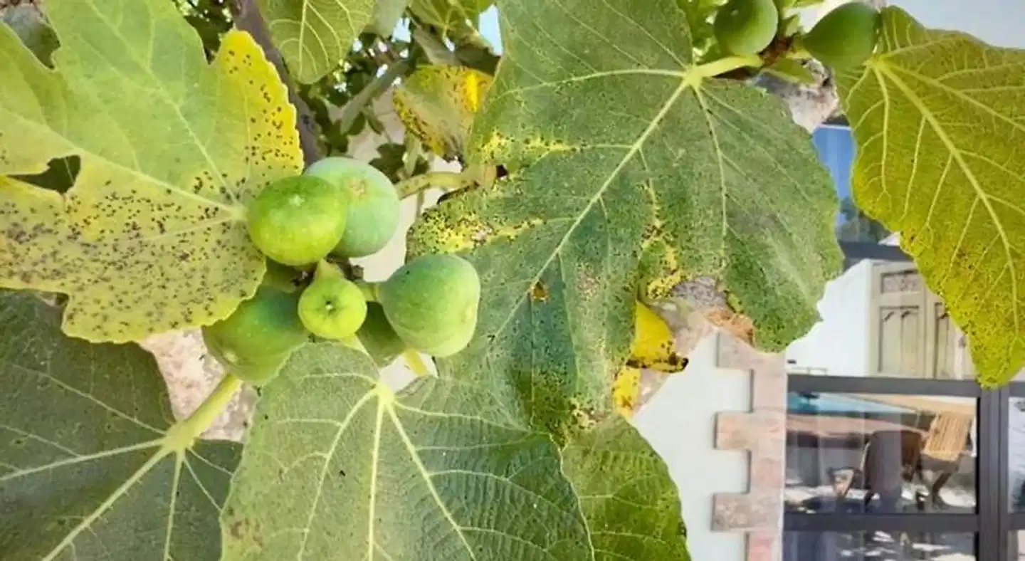 Casa Stardust cottages Tiere