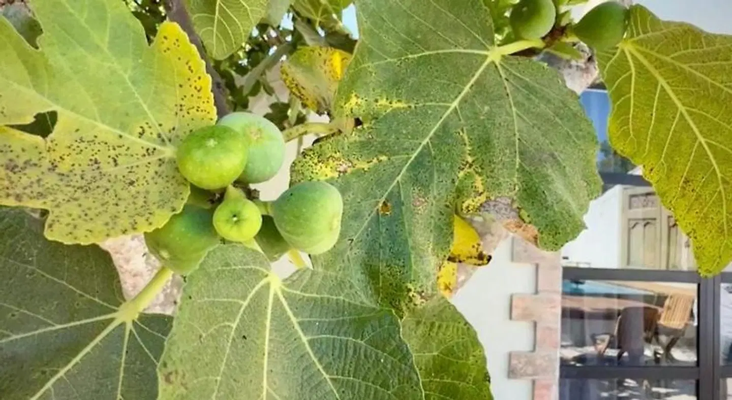 Casa Stardust cottages Tiere