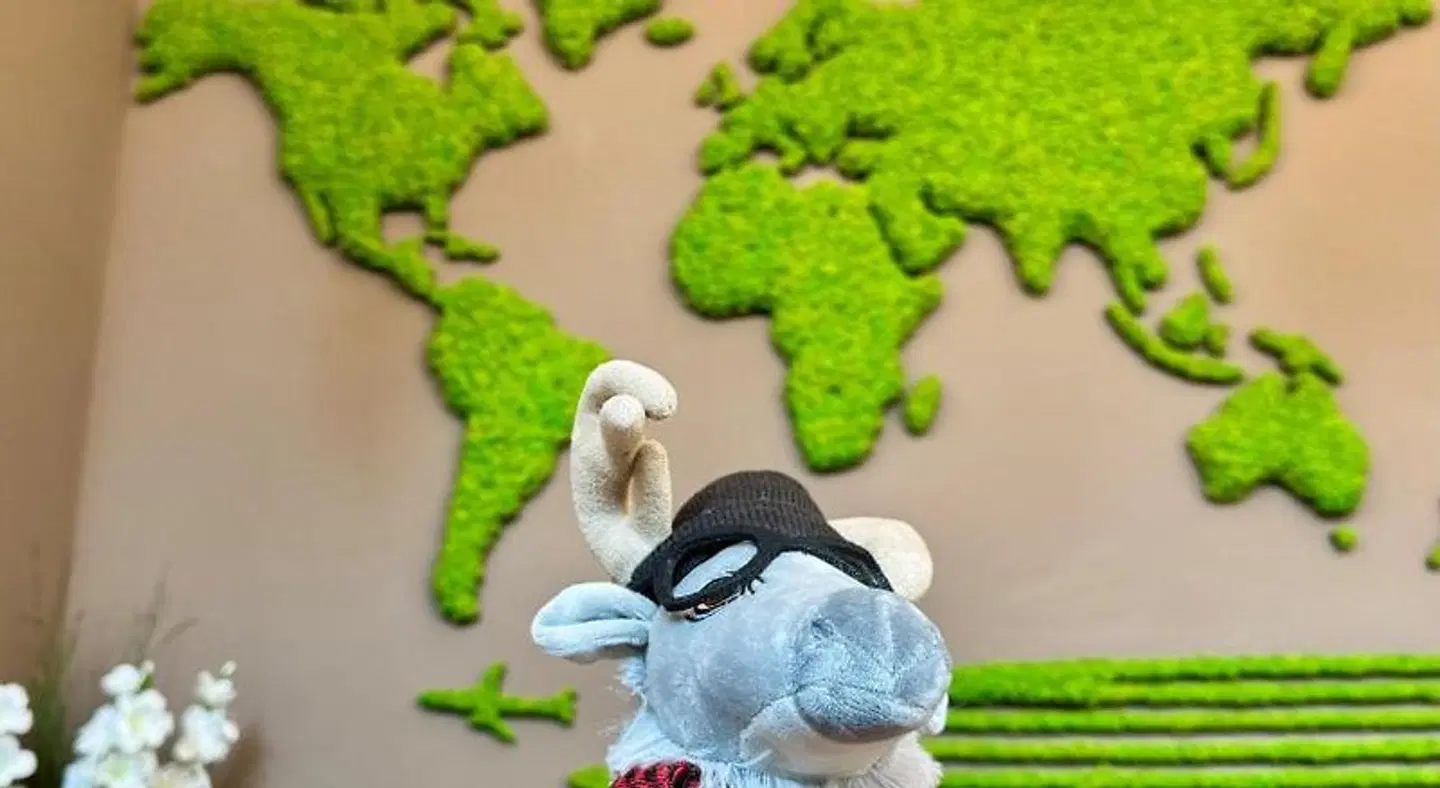 Platzhirsch Living Tiere