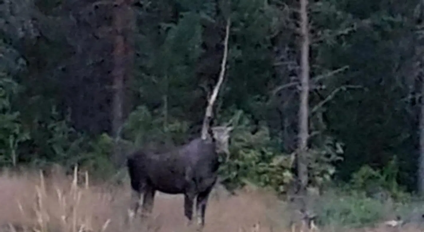 Tyforsgården Tiere