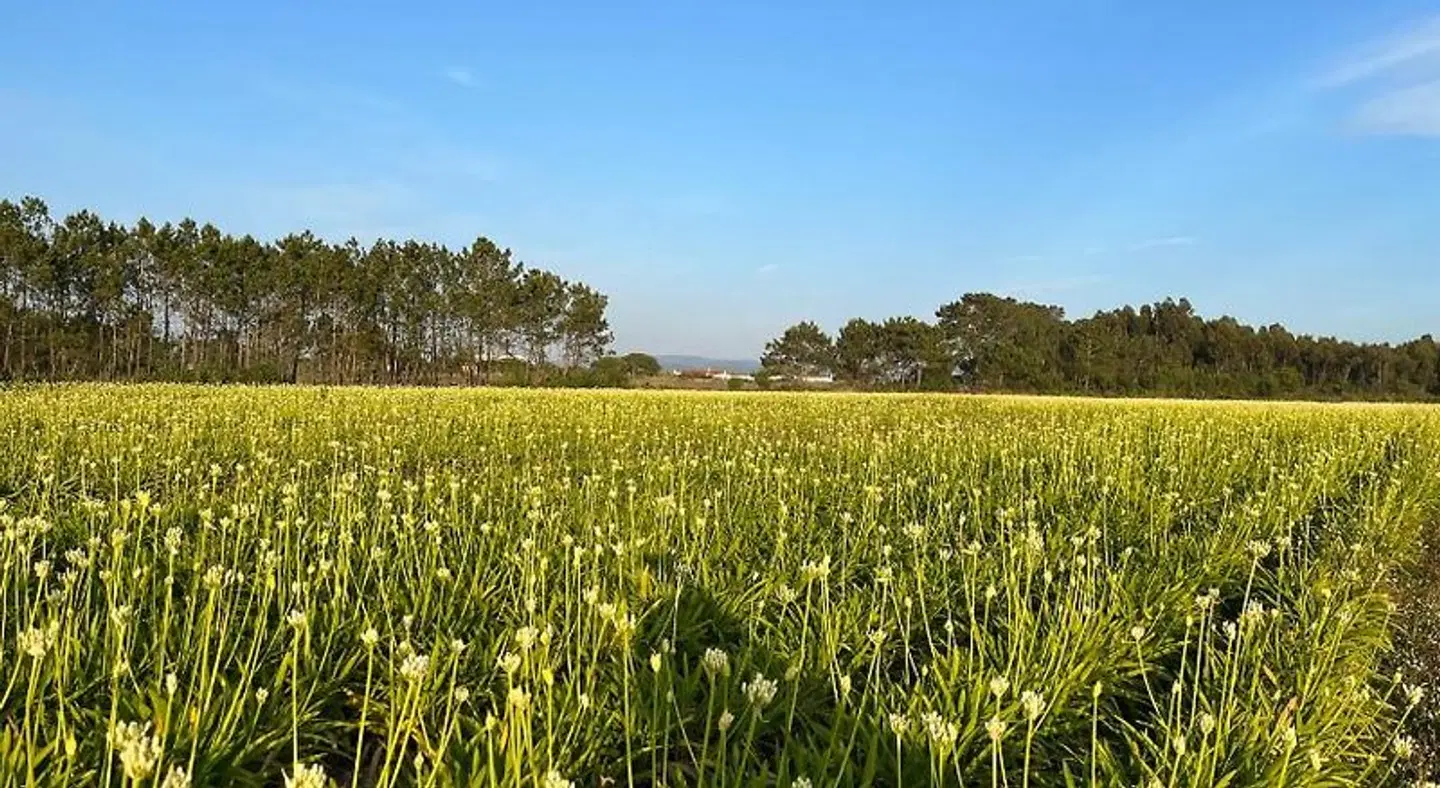 Quinta Samor LANDSCAPE