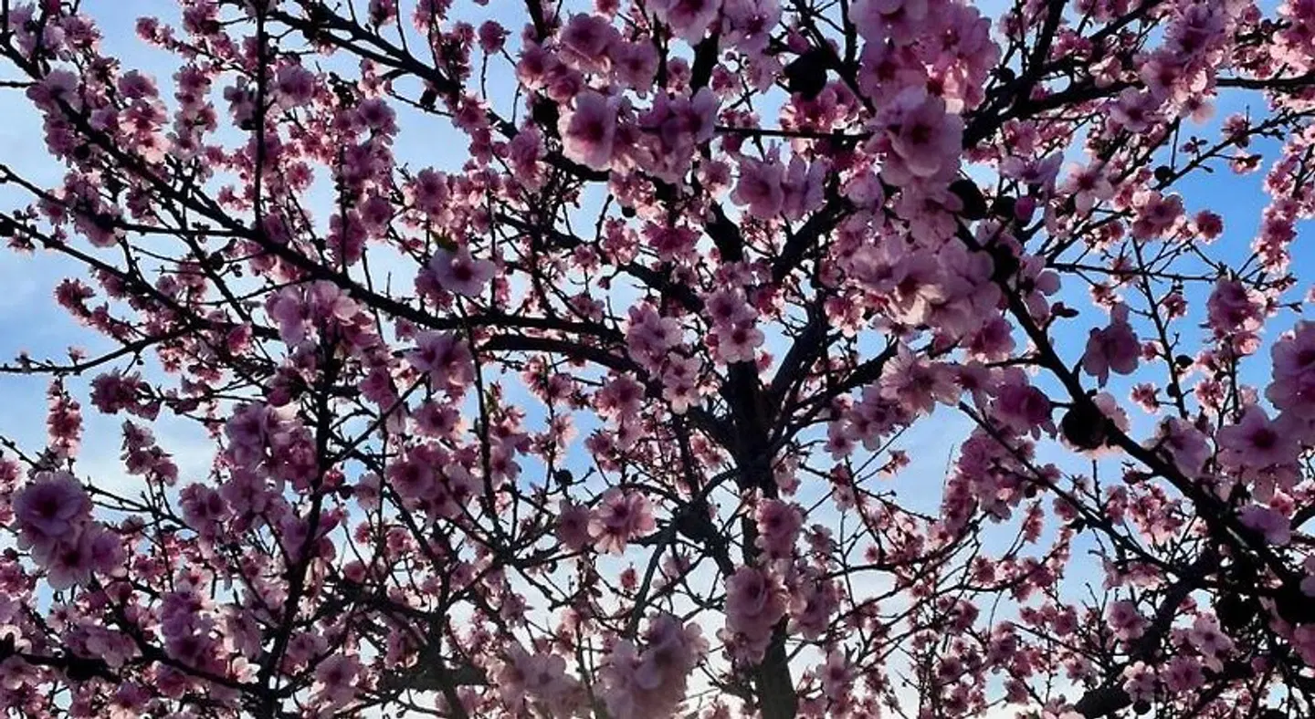 Vinotel Weinstrasse LANDSCAPE