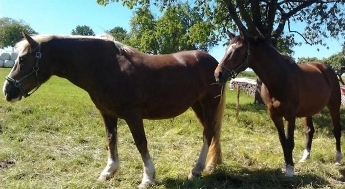 Ferienwohnungen Zeltnerhof Tiere