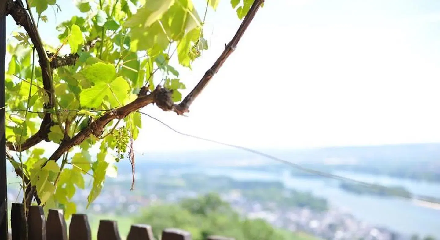 das Rebenhaus LANDSCAPE