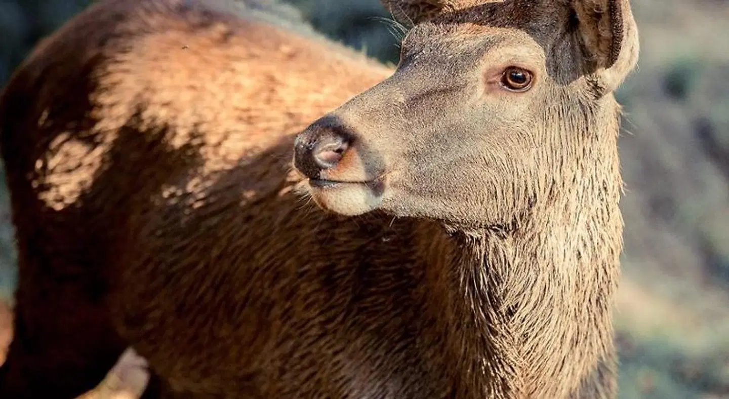 Landhotel Lammershof Tiere