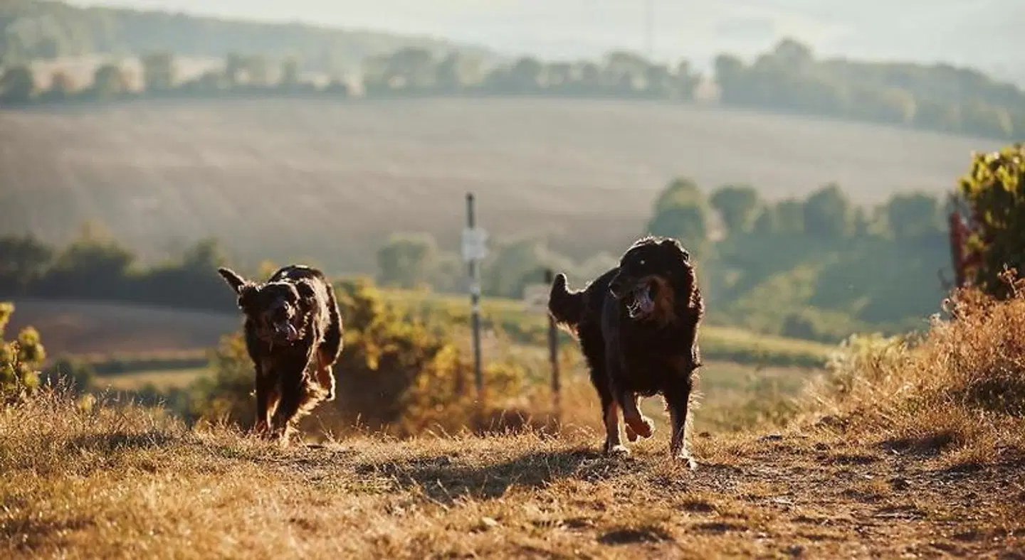 Meyerhof - Weingut, Vinothek & Gästehaus Tiere