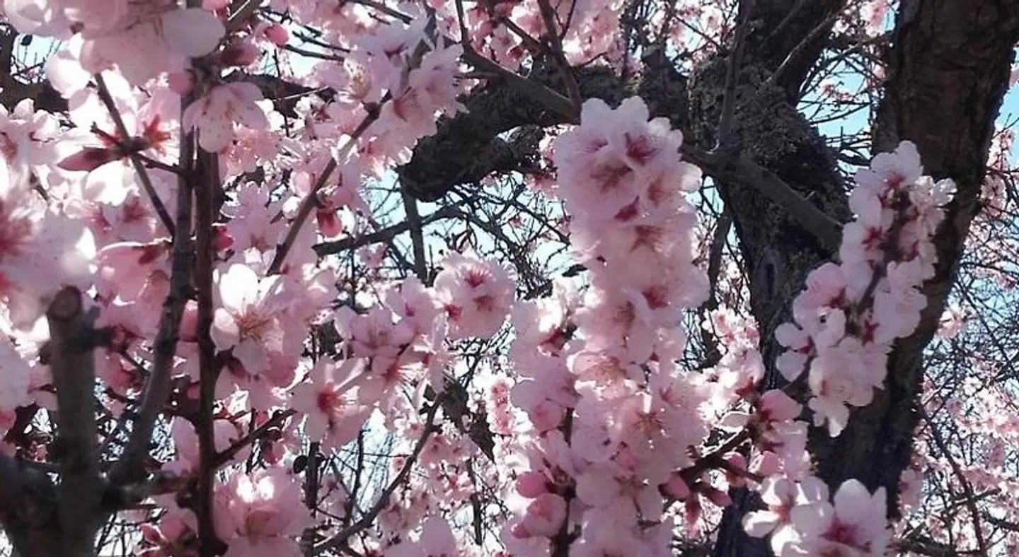 Netts Landhaus LANDSCAPE
