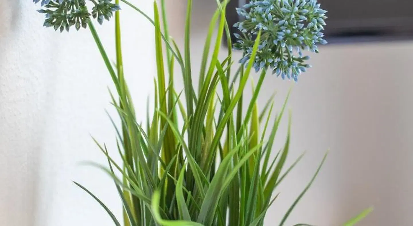 Hotel Clement - Bed & Breakfast Garten