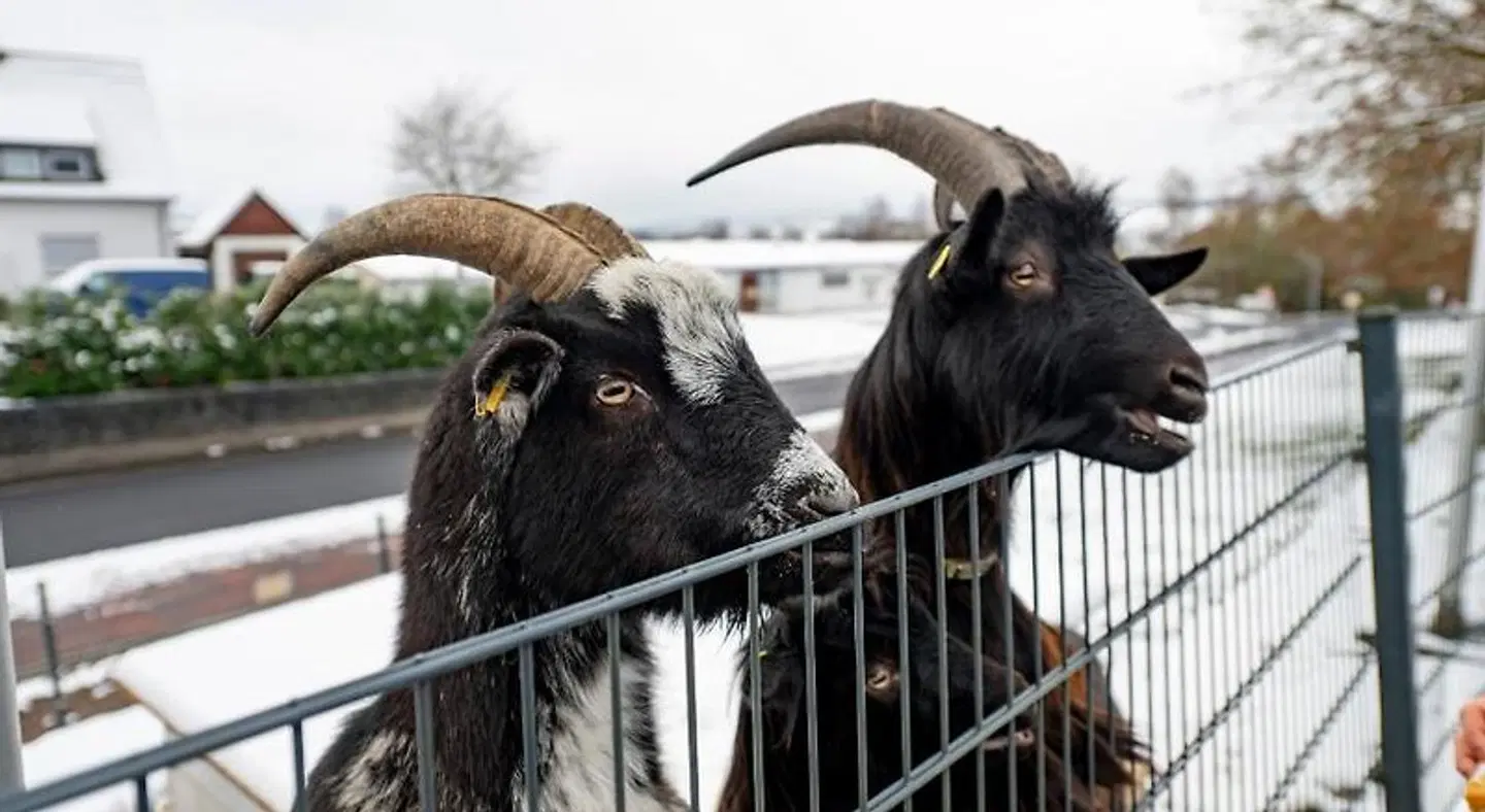 Berghof Tiere