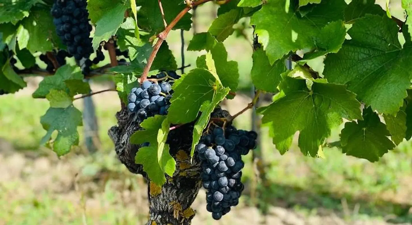 Gasthof Rebland LANDSCAPE