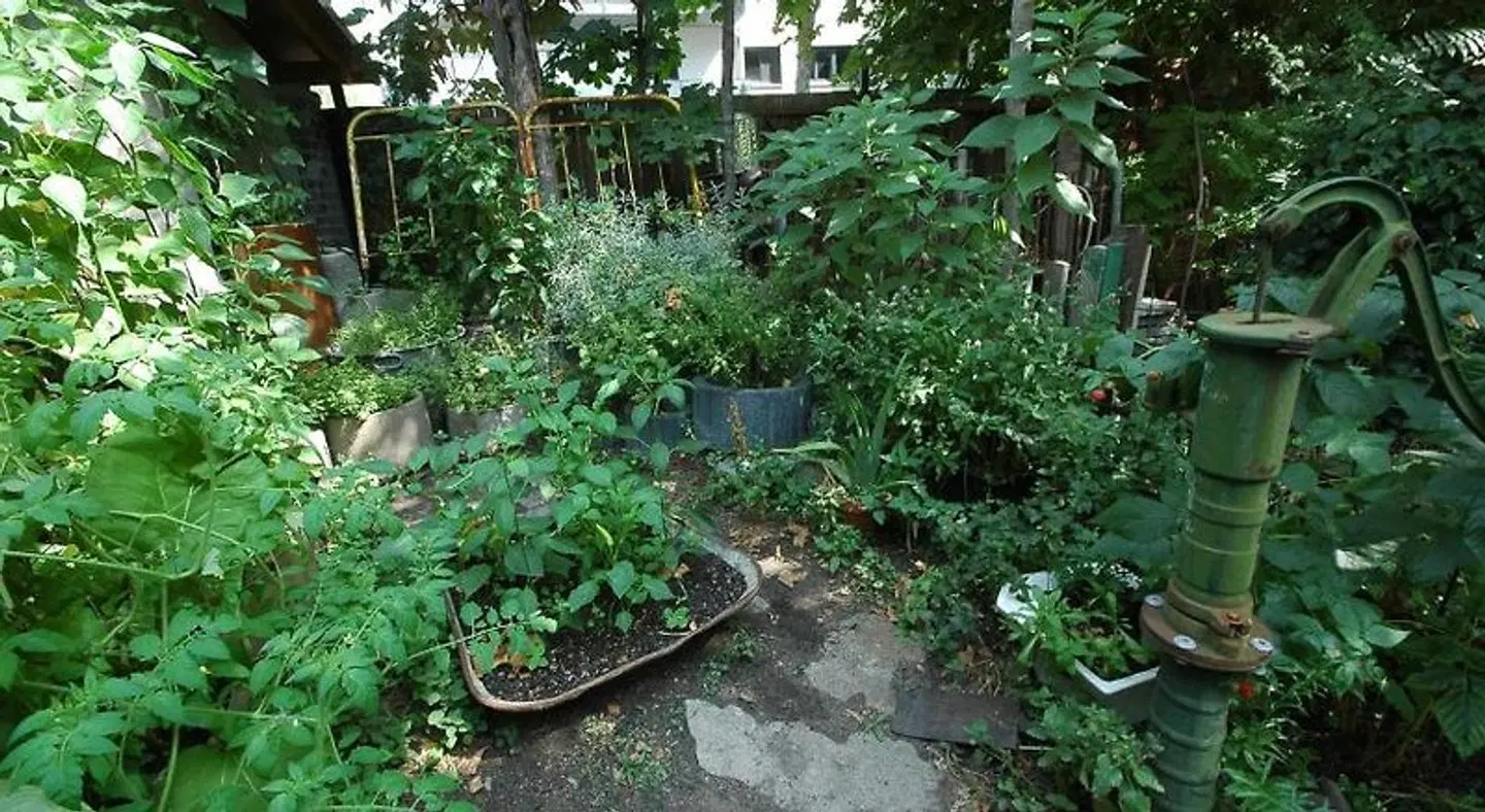 Sandino Worldimprovement Network Garten