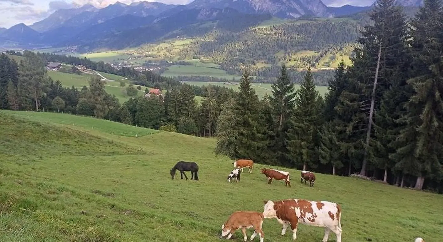 Panoramahof Gupf Tiere