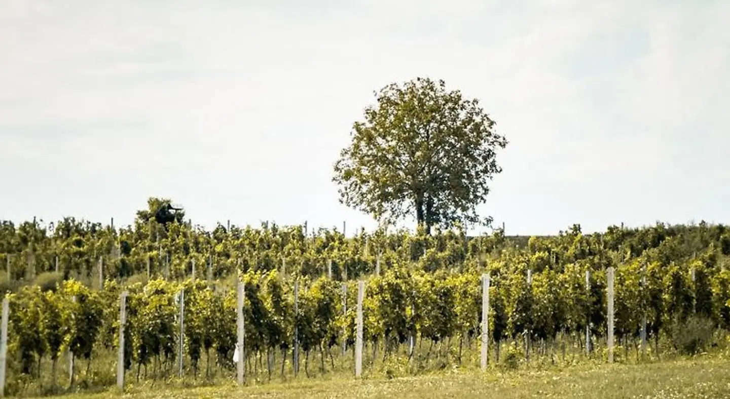 Bed&Breakfast Vinarija Coner LANDSCAPE