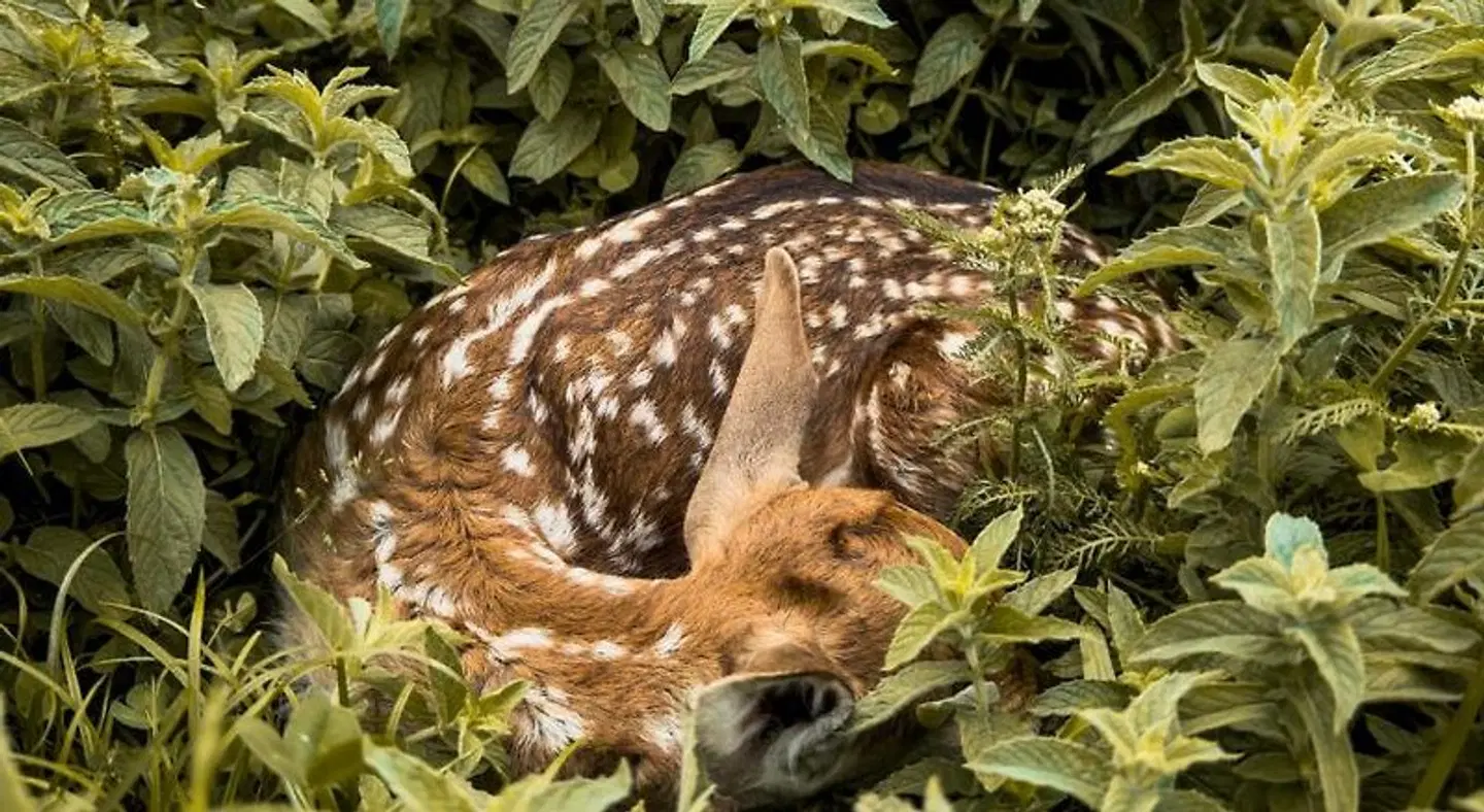 Bed&Breakfast Vinarija Coner Tiere