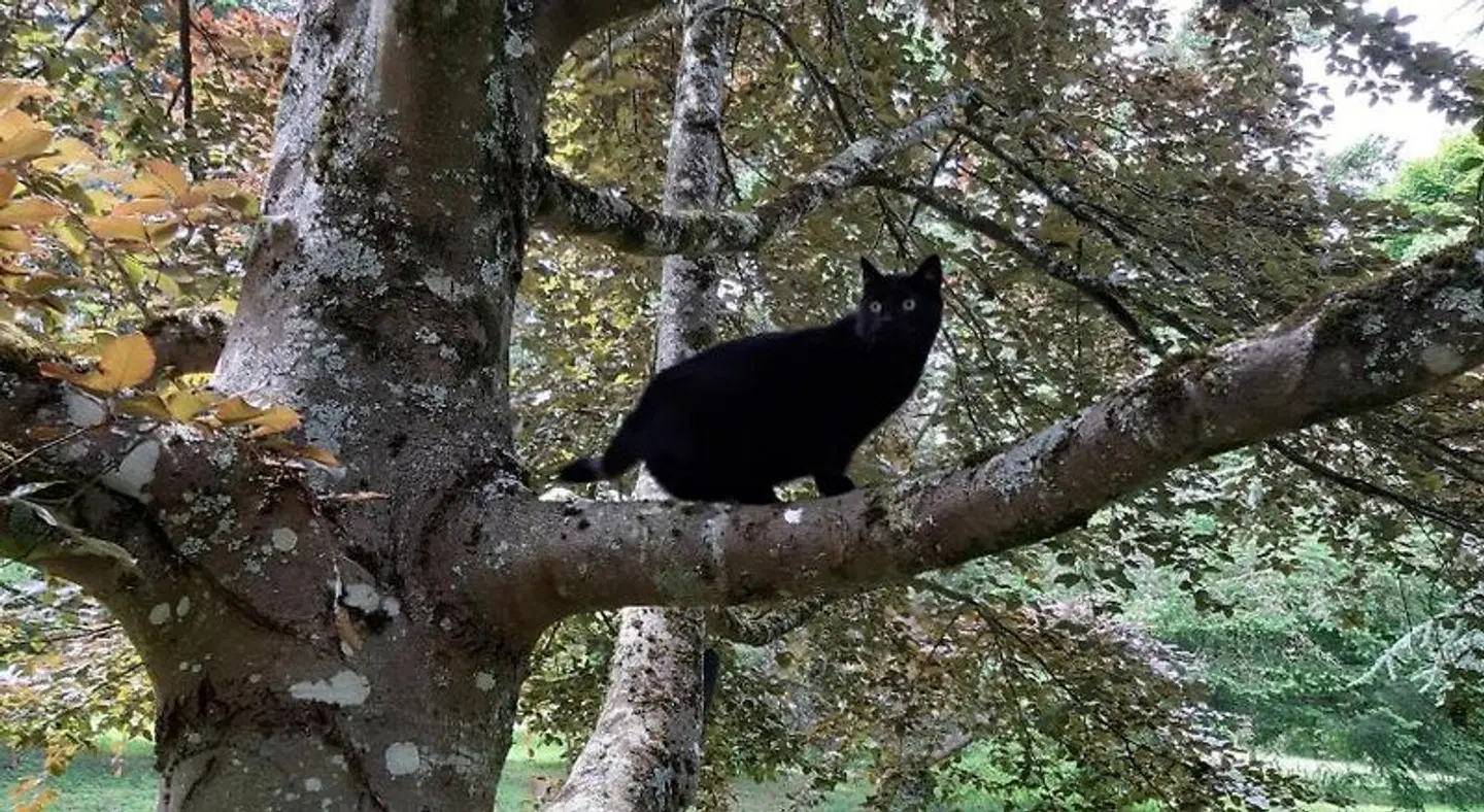 Appartement du Château du Grand Bouchet Tiere