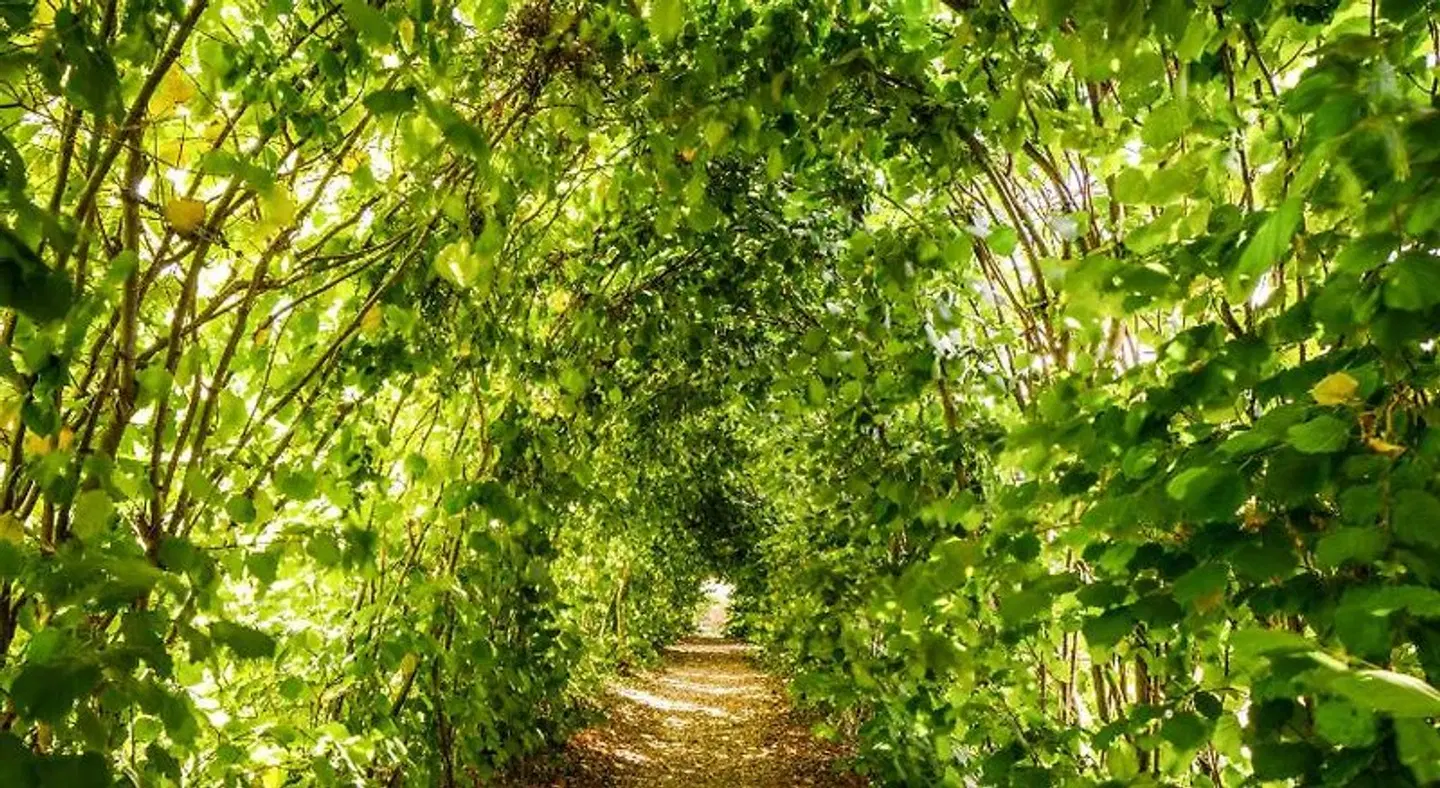 Madingley Hall Garten