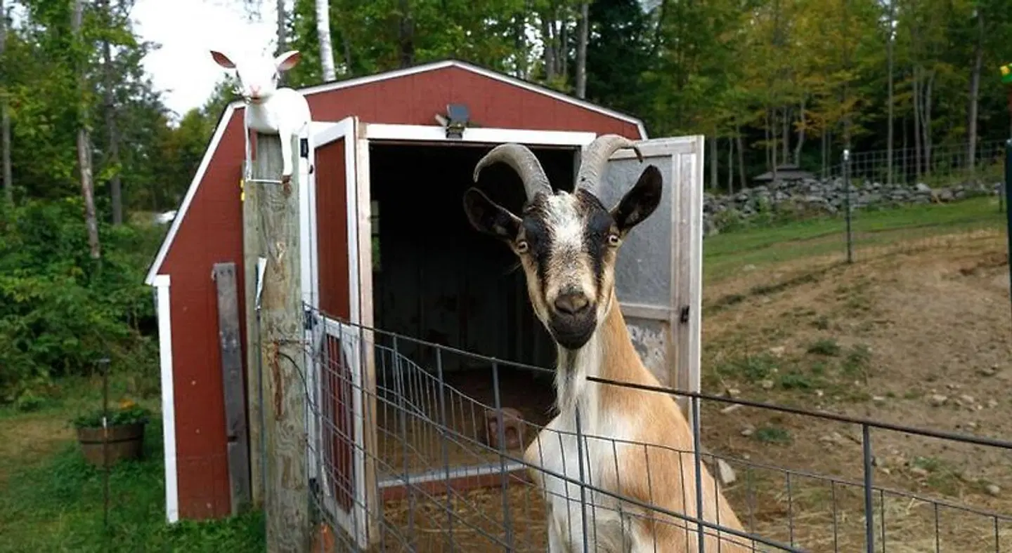 Presidential Mountain Resort Tiere