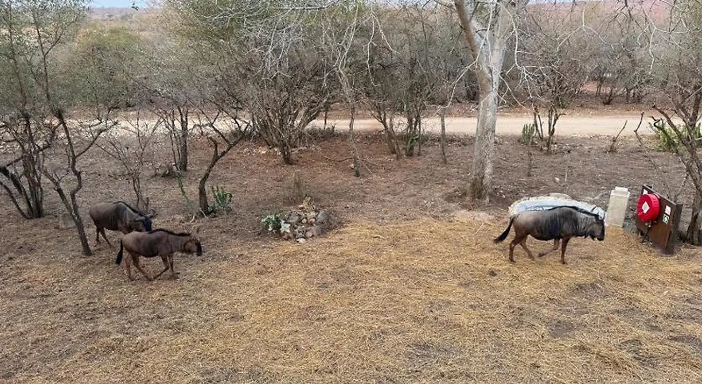 Kruger Riverside Lodge Tiere
