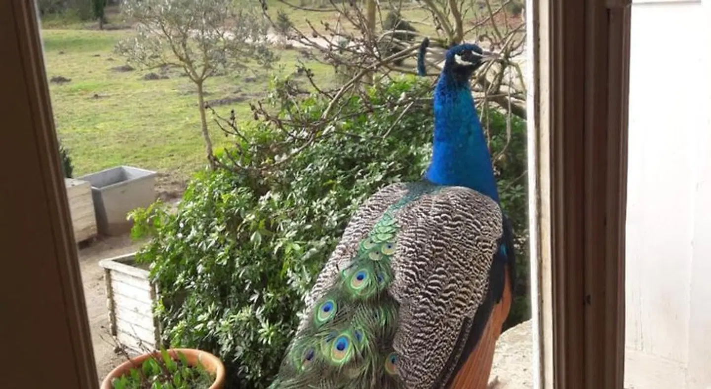 Chateau le Quesnoy Tiere