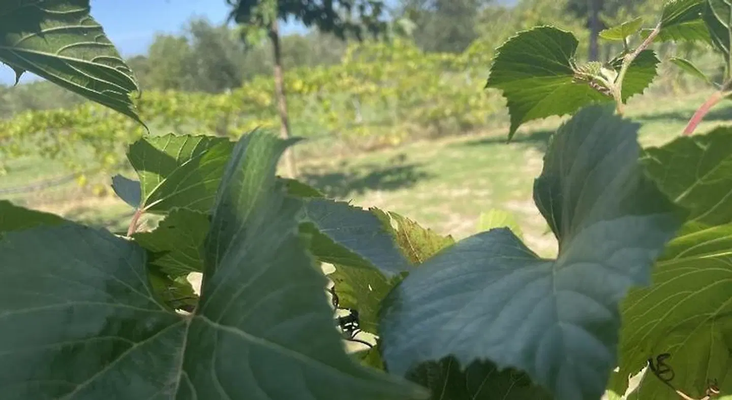 Azienda Agrituristica Le Betulle LANDSCAPE