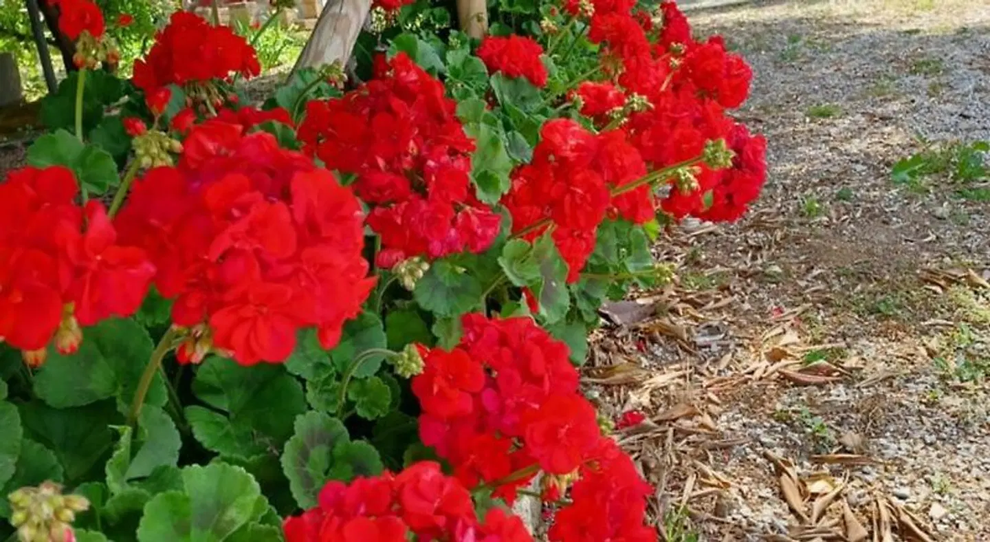 Azienda Agrituristica Le Betulle Tiere