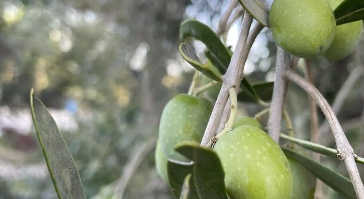 Azienda Agrituristica Le Betulle Tiere
