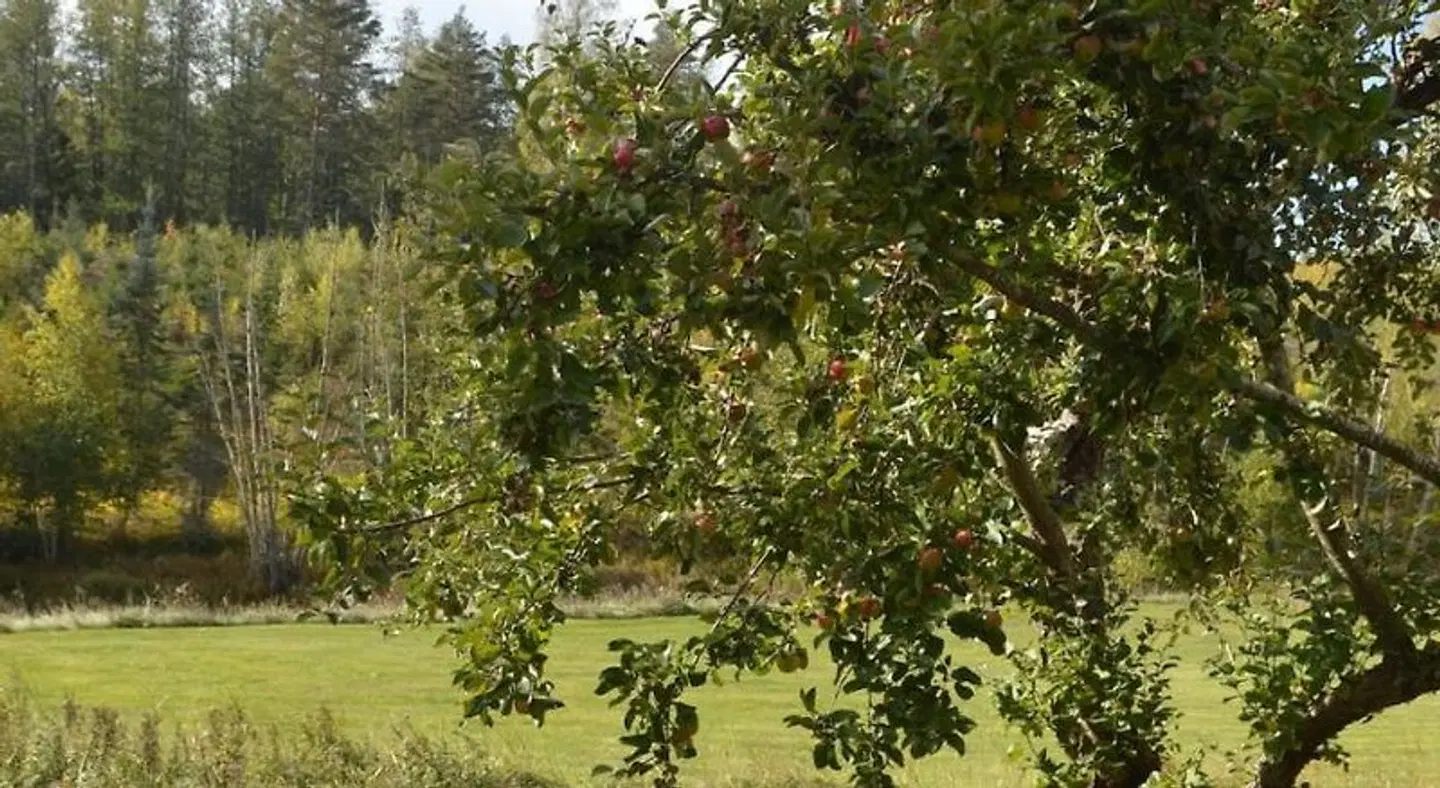 Ekengård LANDSCAPE