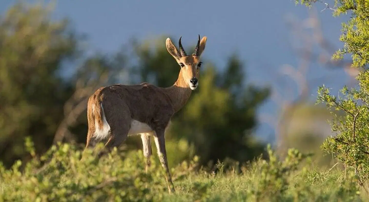 The Royal Fischer Hotel Tiere