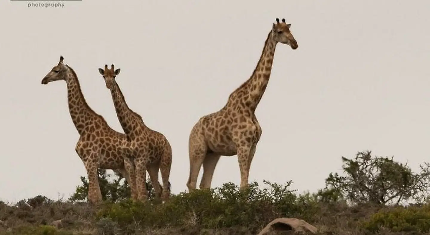 Amakhala Game Reserve - Safari Lodge Tiere