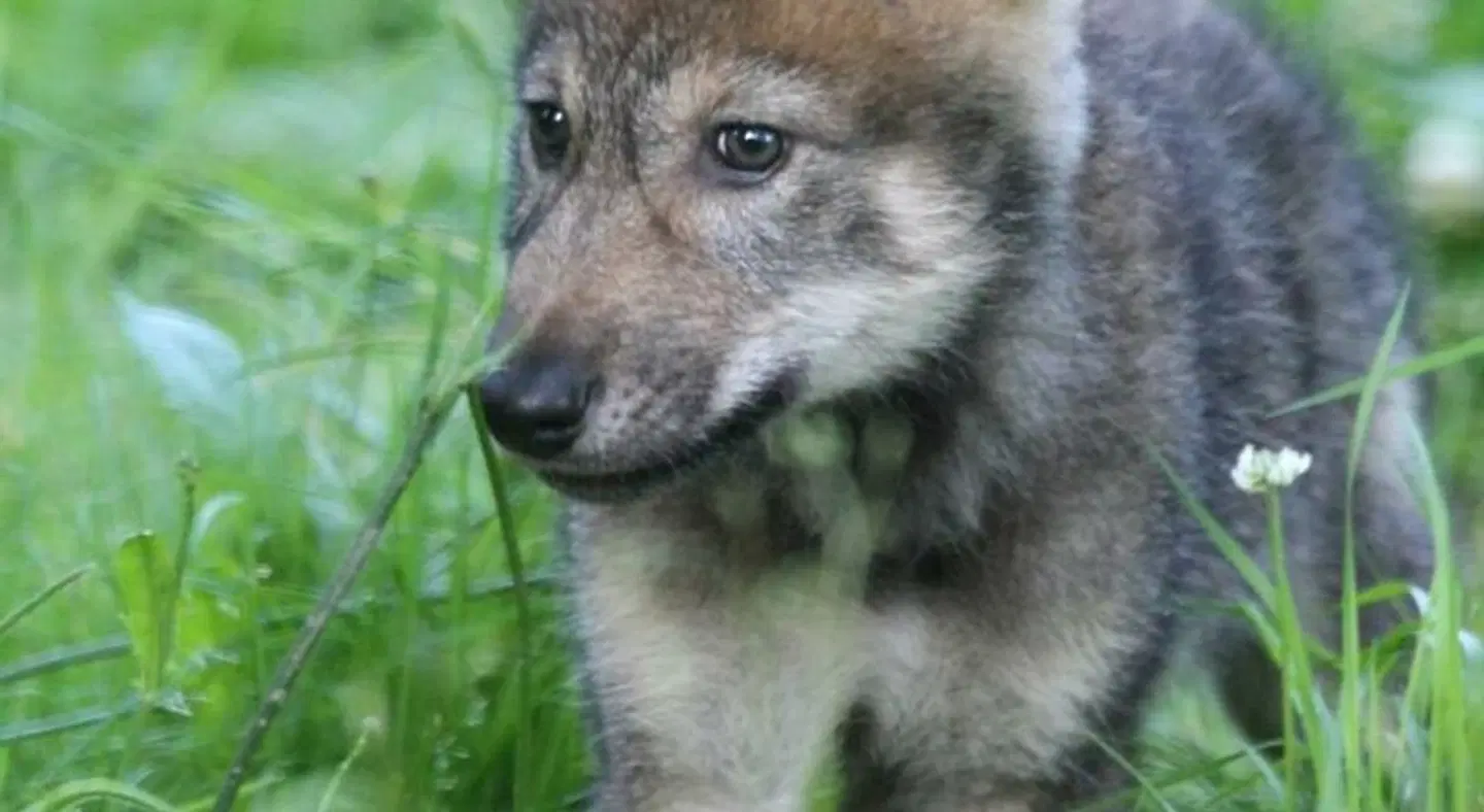 Les Lodges du Reynou Tiere