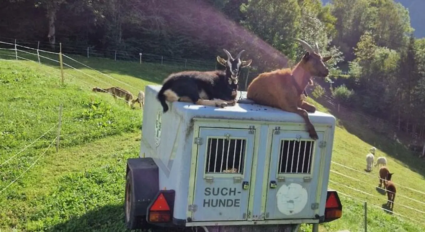 Sonnberg Tiere