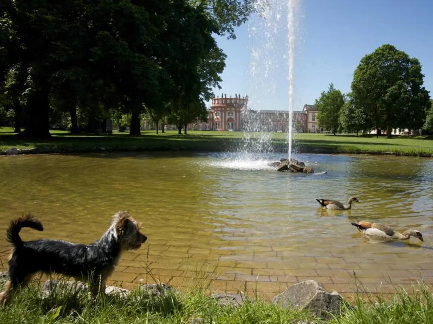 Am Schlosspark Tiere