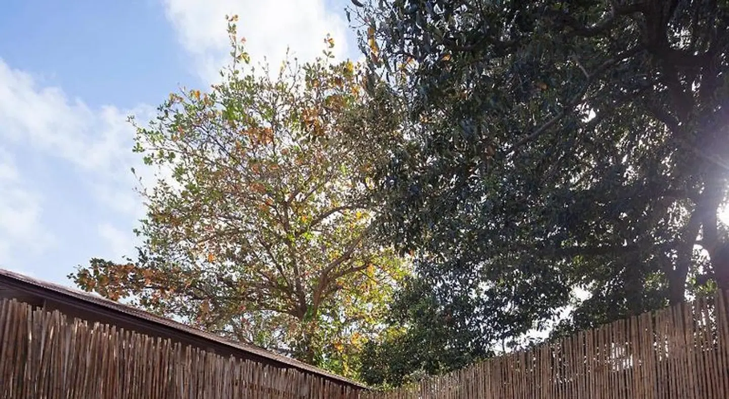 Malibu Beach Resort LANDSCAPE