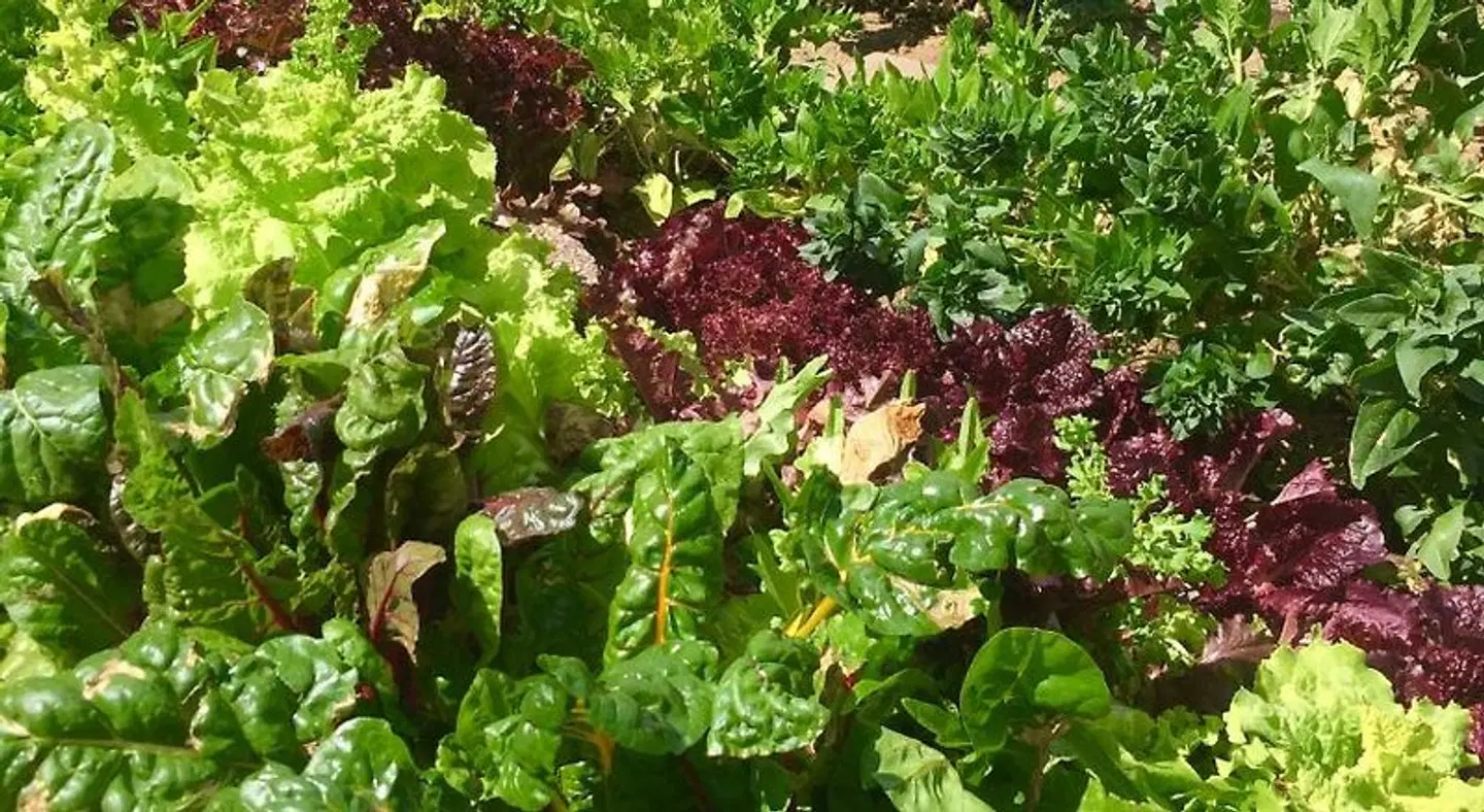 The Wanderlust Hostel Garten