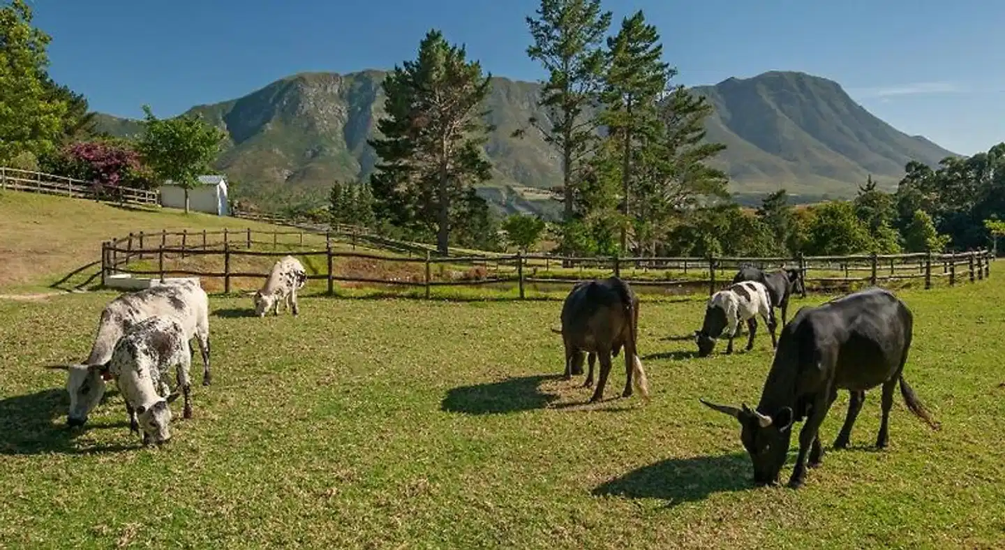 High Season Farm Self Catering Cottages Tiere