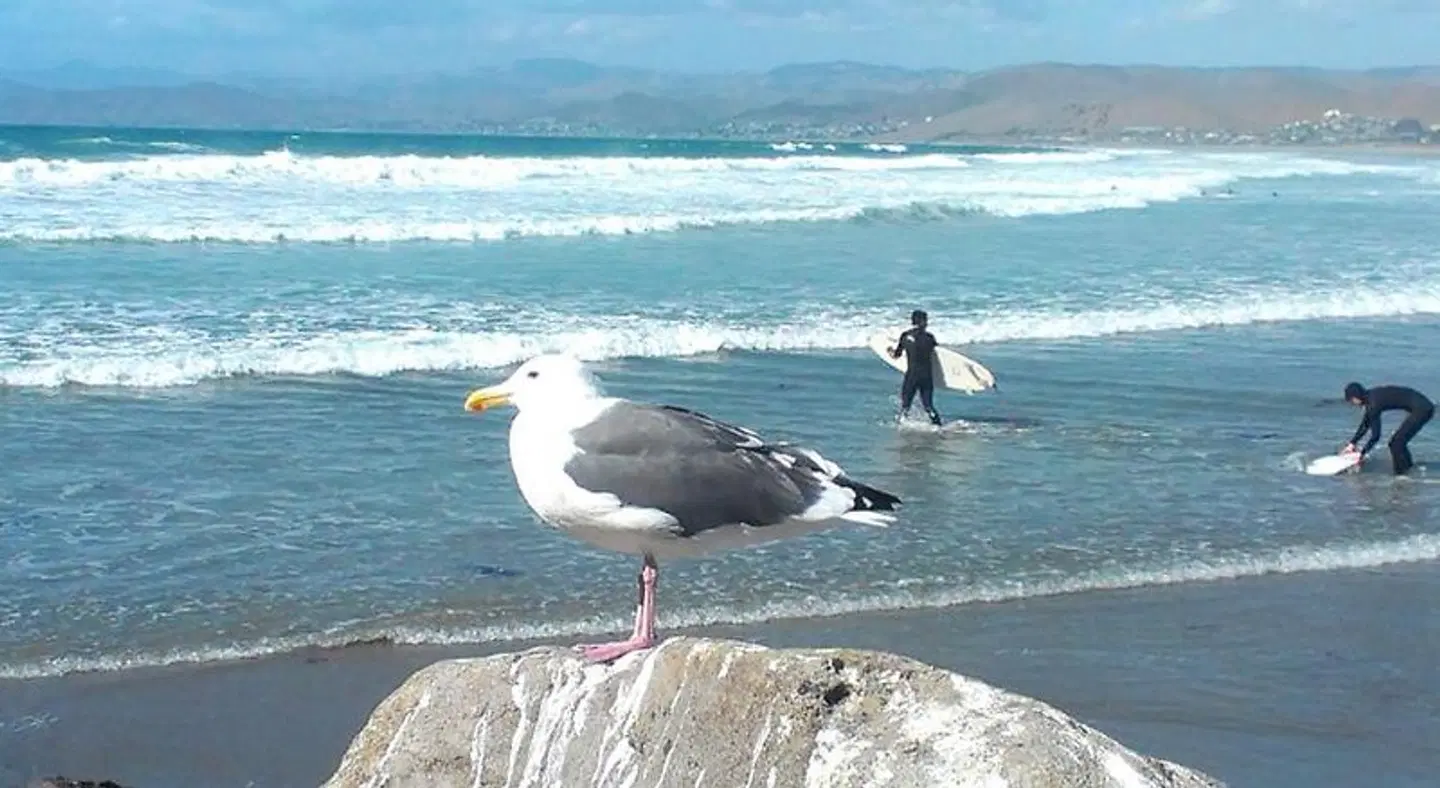 Morro Crest Inn Tiere