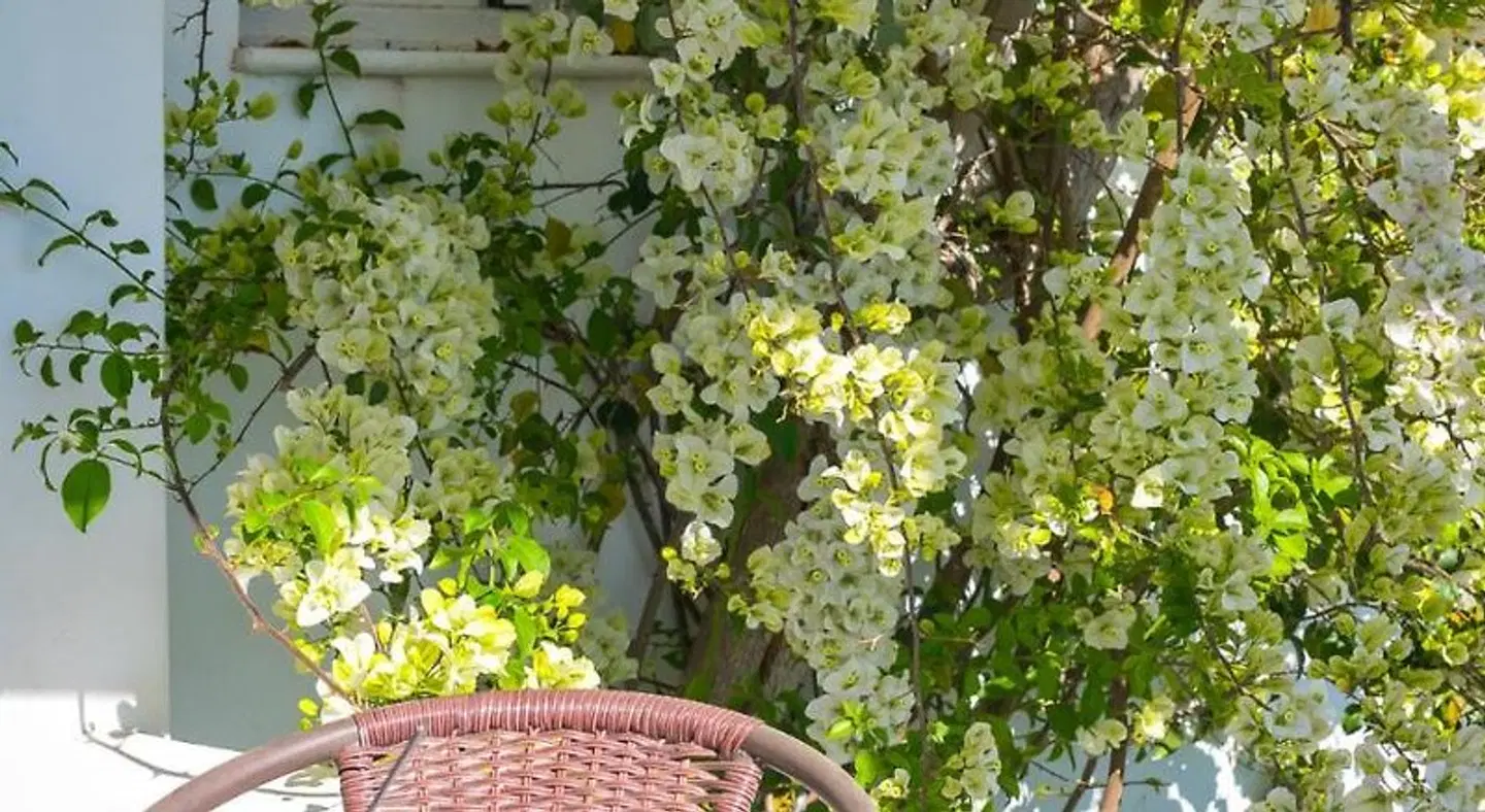 Dahlia Apartments and Studios Garten