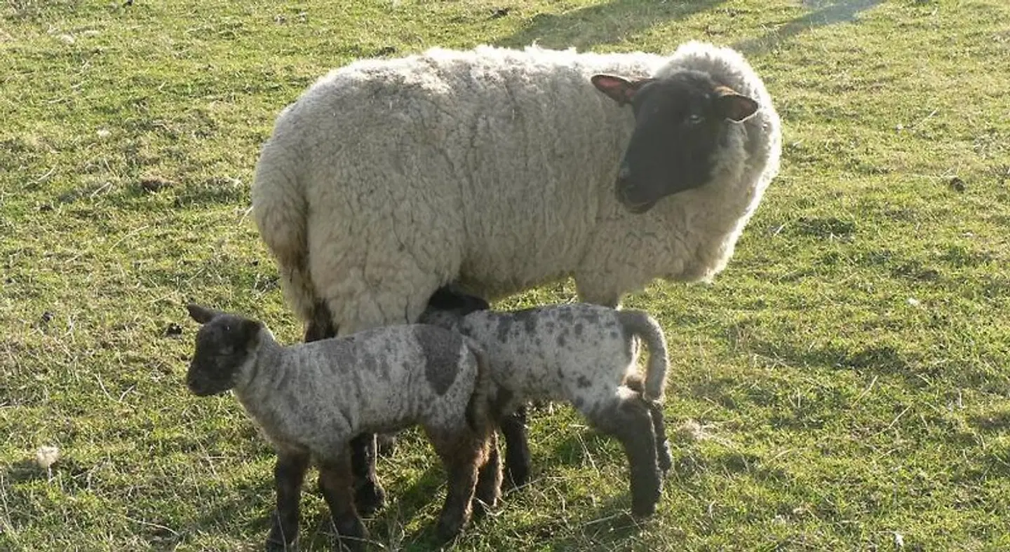 Elms Farm Tiere